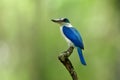 Beautiful bright blue and white bird with large beaks perching o Royalty Free Stock Photo