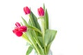 Beautiful bright bouquet of tulips in a glass vase with water dr Royalty Free Stock Photo