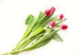 Beautiful bright bouquet of tulips with water drops on white background Royalty Free Stock Photo