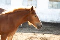 Beautiful bright brown horse side view looking to the right at the stable in Royalty Free Stock Photo