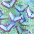 Beautiful bright butterflies