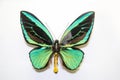 Beautiful bright butterfly Ornithoptera priamus turquoise with mother of pearl isolated on a white background. The idea of the des