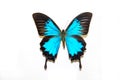Beautiful bright butterfly Papilio ulysses black with turquoise pearl rays isolated on a white background. The idea of the design Royalty Free Stock Photo