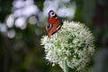 Beautiful bright butterfly sitting on a white flower, green background Royalty Free Stock Photo