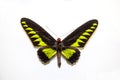 Beautiful bright butterfly Trogonoptera brookiana black with green rays isolated on a white background. The idea of the design con Royalty Free Stock Photo