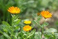 Beautiful bright calendulas in green garden Royalty Free Stock Photo
