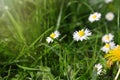 Beautiful bright chamomile flowers and yellow dandelion in green grass on sunny day, closeup Royalty Free Stock Photo