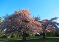 Beautiful Bright Closeup Cherry Blossom pink-white flowers In Spring