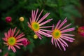 Beautiful bright chrysanthemums bloom in autumn in the garden Royalty Free Stock Photo