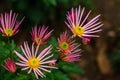 Beautiful bright chrysanthemums bloom in autumn in the garden Royalty Free Stock Photo