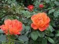 Beautiful Bright Close Up Orange Rose Flowers At The Vancouver Rose Garden