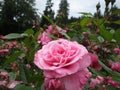 Beautiful Bright Close-up Pink Rose Flowers Blooming In Summer