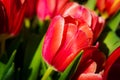 Red tulips in the morning sunlight Royalty Free Stock Photo