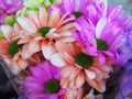 Beautiful Bright Closeup Colourful Daisy Flowers Bouquet Royalty Free Stock Photo