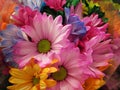 Beautiful Bright Closeup Colourful Daisy Flowers Bouquet Royalty Free Stock Photo