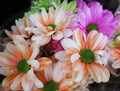 Beautiful Bright Closeup Colourful Daisy Flowers Bouquet Royalty Free Stock Photo