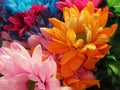 Beautiful Bright Closeup colourful Pink, Yellow, Red And Blue Daisy Flower Bouquet Royalty Free Stock Photo