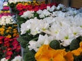 Beautiful Bright Closeup Colourful Winter Bloom Primrose Flowers In January 2021