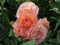 Beautiful Bright Closeup Light Orange Rose Flowers Blooming In Summer 2020 Royalty Free Stock Photo