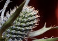 Beautiful bright closeup macro spiky flower