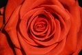 Beautiful bright closeup macro spring flower orange red rose Royalty Free Stock Photo