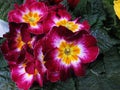 Beautiful Bright Closeup Maroon Primrose Flowers