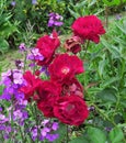 Beautiful Bright Closeup Maroon Roses Blooming In Summer