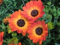 Beautiful Bright Closeup Orange African Daisy Flowers In Spring