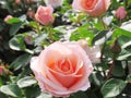 Beautiful Bright Closeup Peach Floridbunda Rose Blooming In Summer