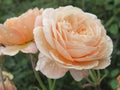 Beautiful Bright Closeup Peach Rose Flowers