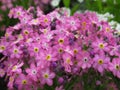 Beautiful Bright Closeup Pink Forget-Me-Not Flowers Blooming in Spring