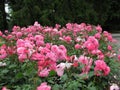 Beautiful bright Closeup Pink Roses Blooming In Summer 2021