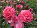 Beautiful bright Closeup Pink Roses Blooming In Summer 2021