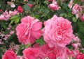 Beautiful bright Closeup Pink Roses Blooming In Summer 2021