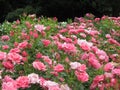 Beautiful bright Closeup Pink Roses Blooming In Summer 2021