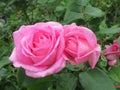 Beautiful bright Closeup Pink Roses Blooming In Summer 2021