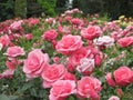 Beautiful bright Closeup Pink Roses Blooming In Summer 2021