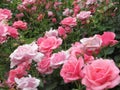 Beautiful bright Closeup Pink Roses Blooming In Summer 2021