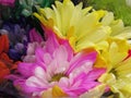 Beautiful Bright Closeup Pink And Yellow Daisy Flowers Bouquet Royalty Free Stock Photo