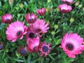 Beautiful Bright Closeup Purple African Daisy Flowers In Spring Royalty Free Stock Photo