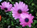 Beautiful Bright Closeup Purple African Daisy Flowers In Spring Royalty Free Stock Photo