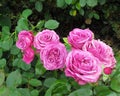 Beautiful Bright Closeup Purple Rose Flowers Blooming In Summer 2020 Royalty Free Stock Photo