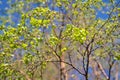 Beautiful bright closeup view of young birch tree spring light green leaves against the sky, Ballinteer, Dublin, Ireland Royalty Free Stock Photo