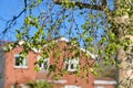 Beautiful bright closeup view of young birch tree spring light green leaves against typical Irish houses, Ballinteer, Dublin Royalty Free Stock Photo