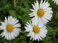 Pretty Bright Closeup White Common Daisy Flowers