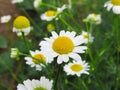 Beautiful Bright Closeup Wild White Daisy Flowers In Summer 2019 Royalty Free Stock Photo