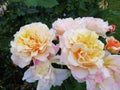 Beautiful Bright Closeup Yellow And Peach Caramel Fairy Tale Roses In Summer Royalty Free Stock Photo