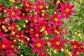 Bright color of Coreopsis `Red Satin` flowers