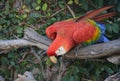 Bright Colored Feathers on a Parrot on a Branch