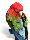 Beautiful bright colored macaw parrot sleeping Royalty Free Stock Photo